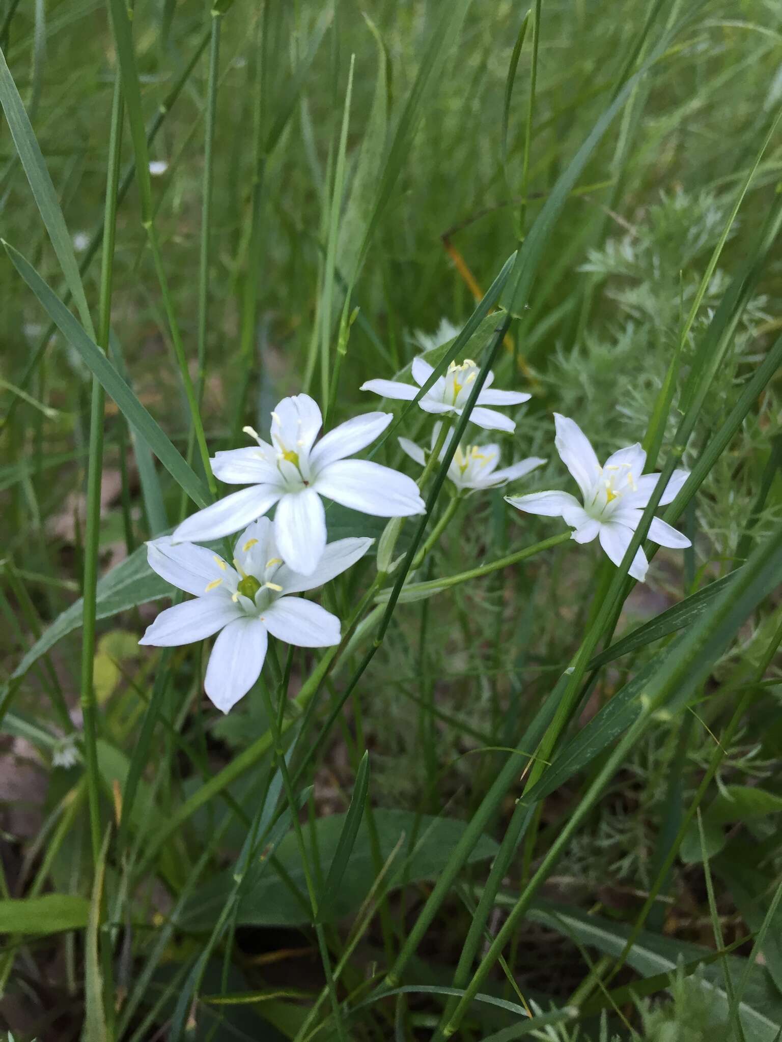 Image of Ornithogalum orthophyllum subsp. kochii (Parl.) Zahar.