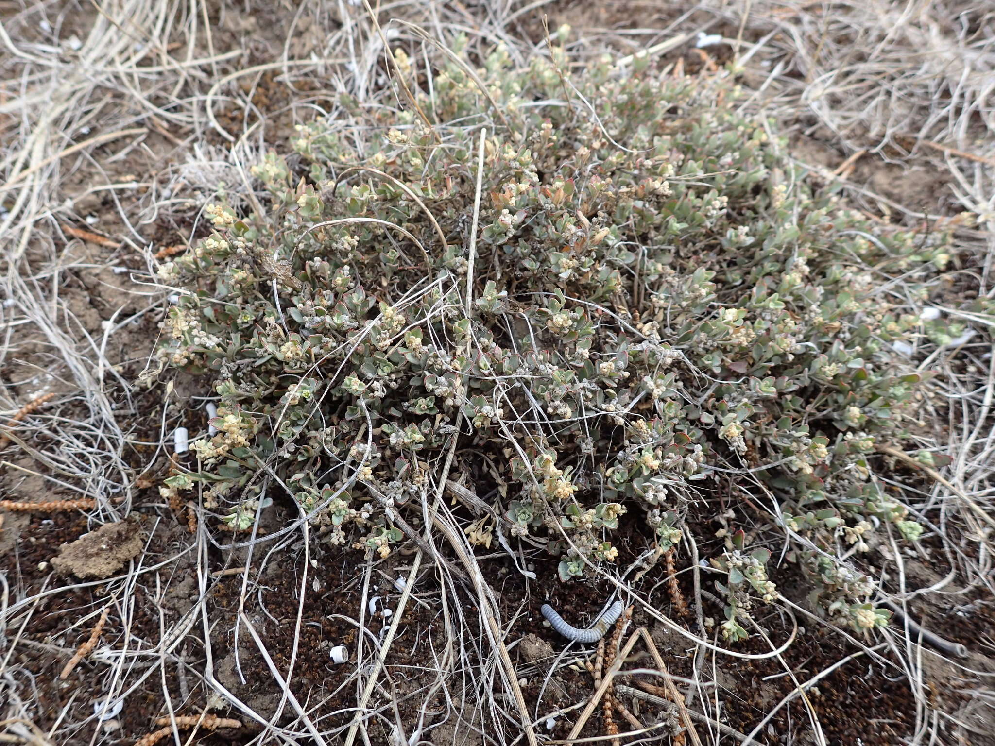 Image of Chenopodium desertorum subsp. microphyllum Paul G. Wilson