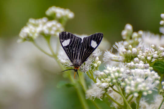 Plancia ëd Calodesma collaris Drury 1782