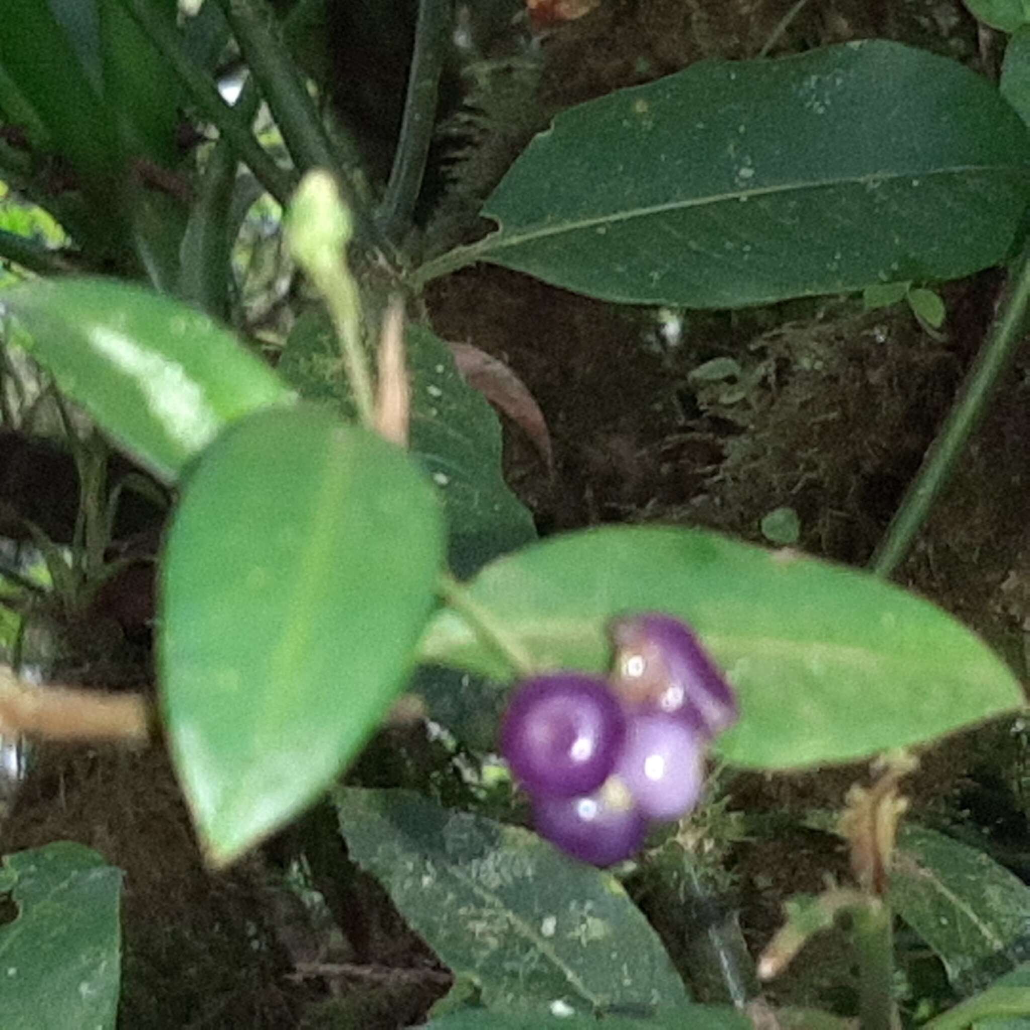 Image of Anthurium scandens subsp. scandens