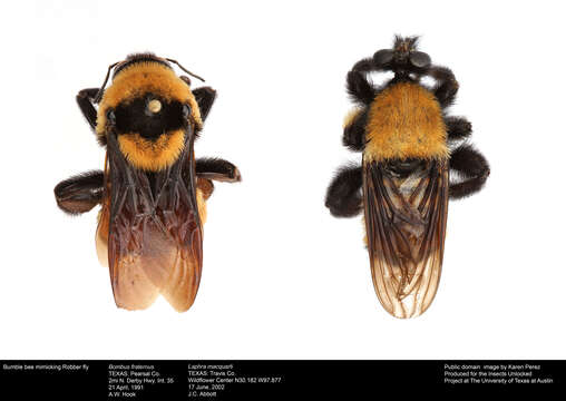 Image of Laphria macquarti (Banks 1917)