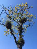 Image of Handroanthus albus (Cham.) Mattos