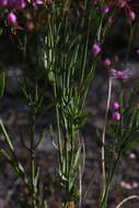 Image of Boronia dichotoma Lindley