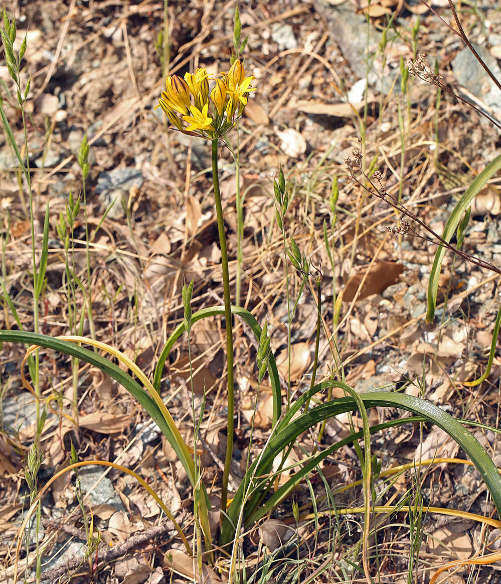 Image of yellow triteleia