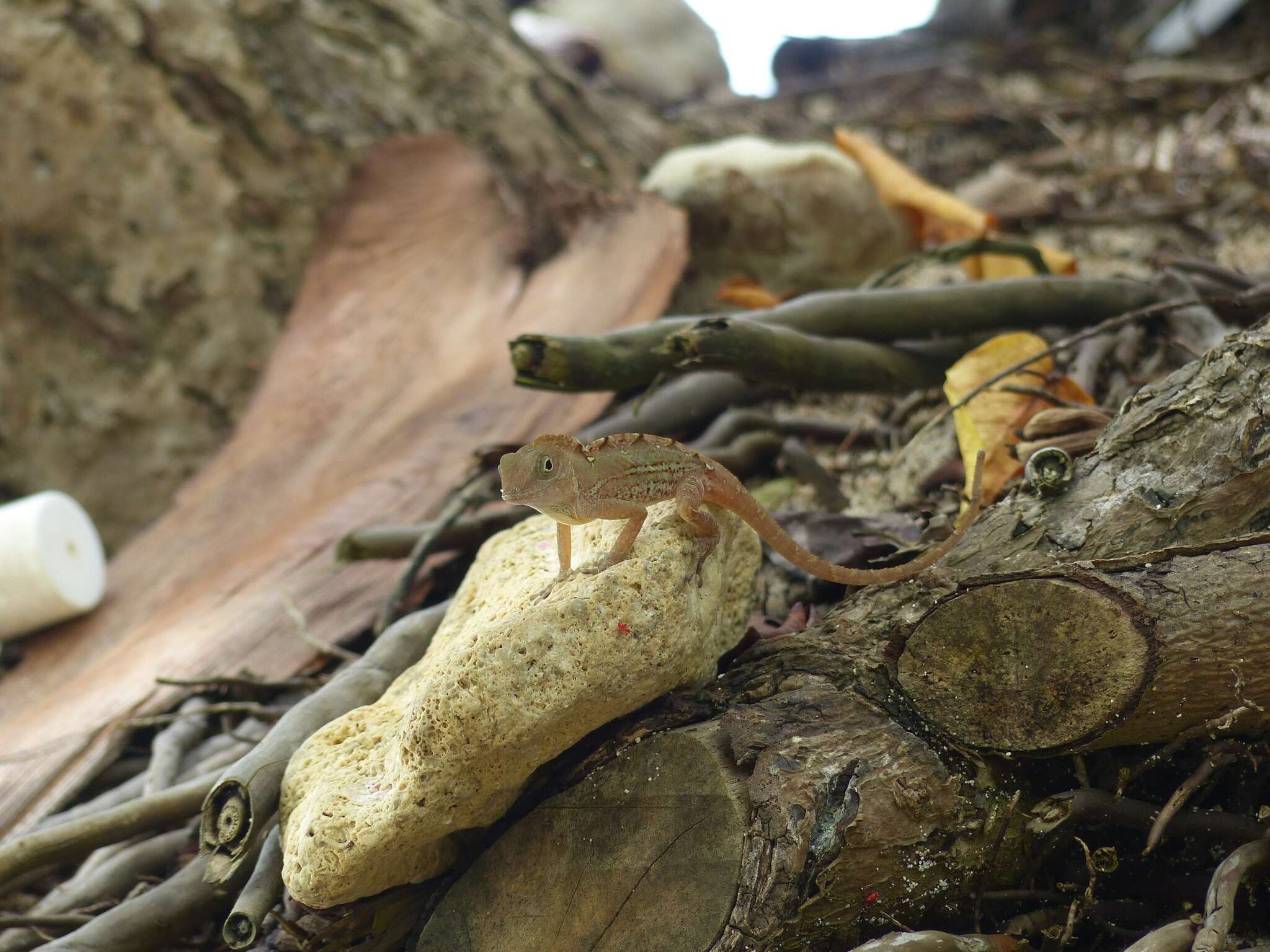 Image of Cordillera Oriental Stout Anole