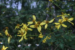 Слика од Bidens reptans (L.) G. Don