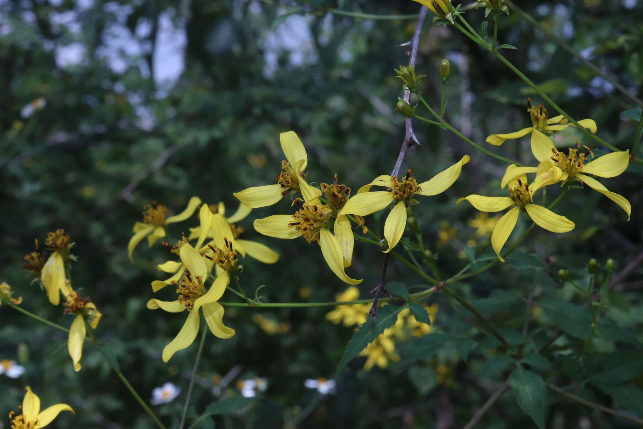 Слика од Bidens reptans (L.) G. Don