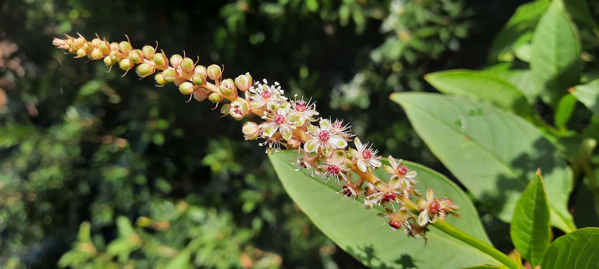 Image of Mexican pokeweed