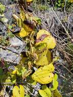 Image of Dioscorea sambiranensis subsp. sambiranensis