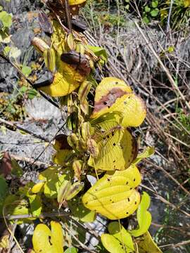 Image of Dioscorea sambiranensis subsp. sambiranensis