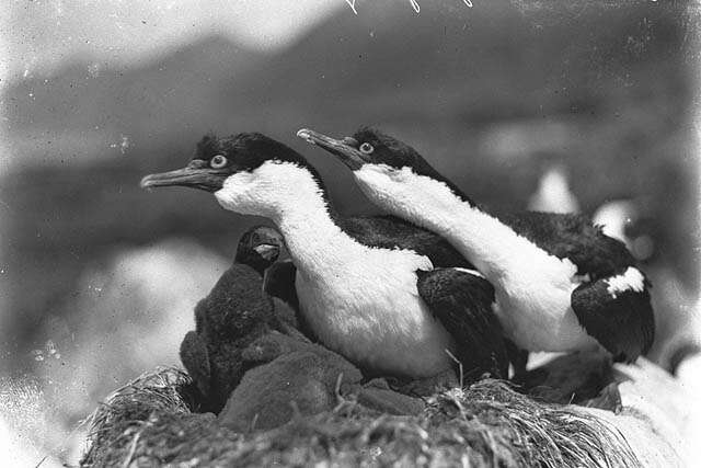 Image of Macquarie Shag