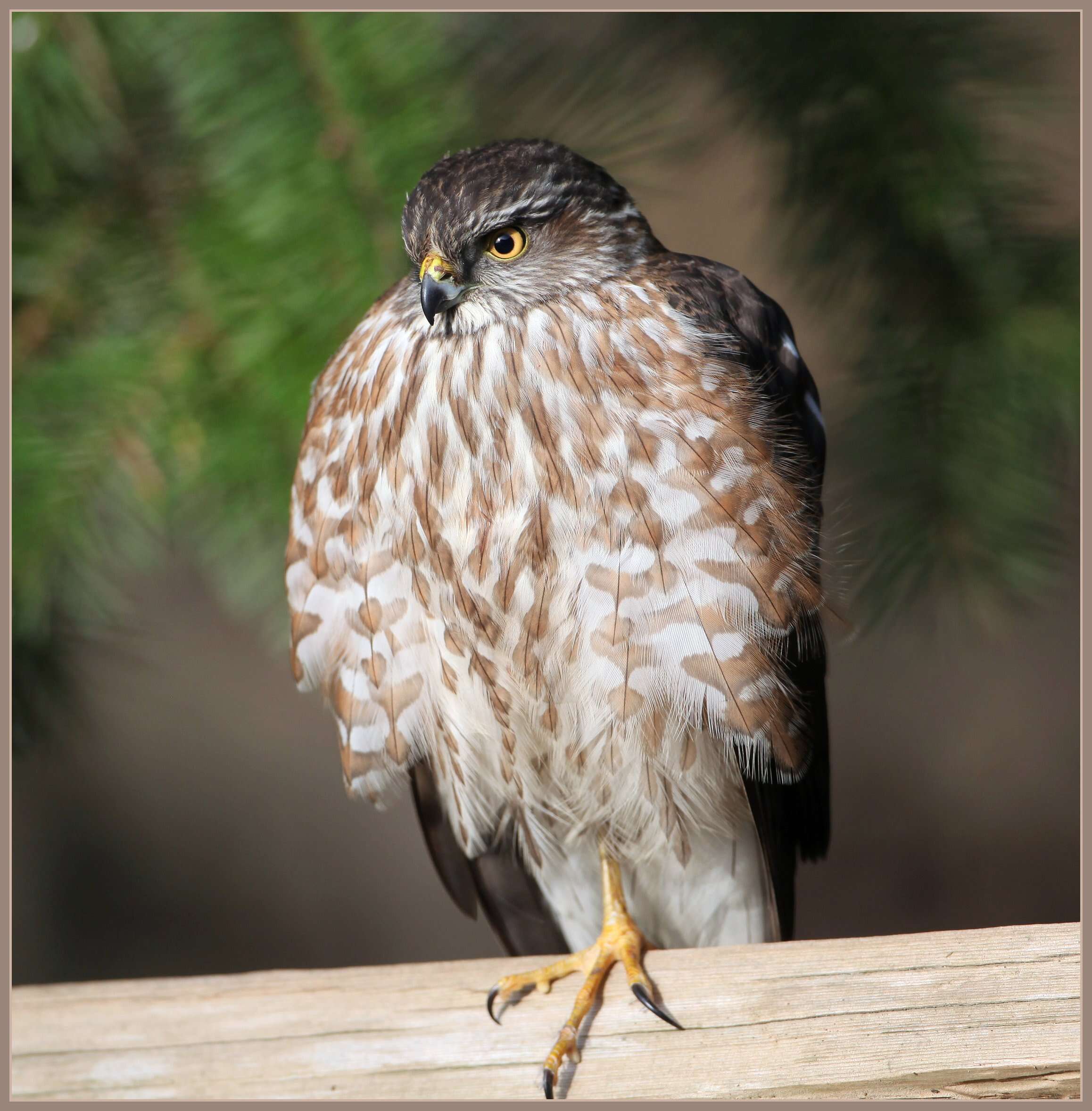 Image of Sharp-shinned Hawk