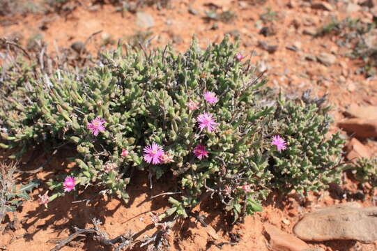 Ruschia uncinata (L.) Schwant. resmi