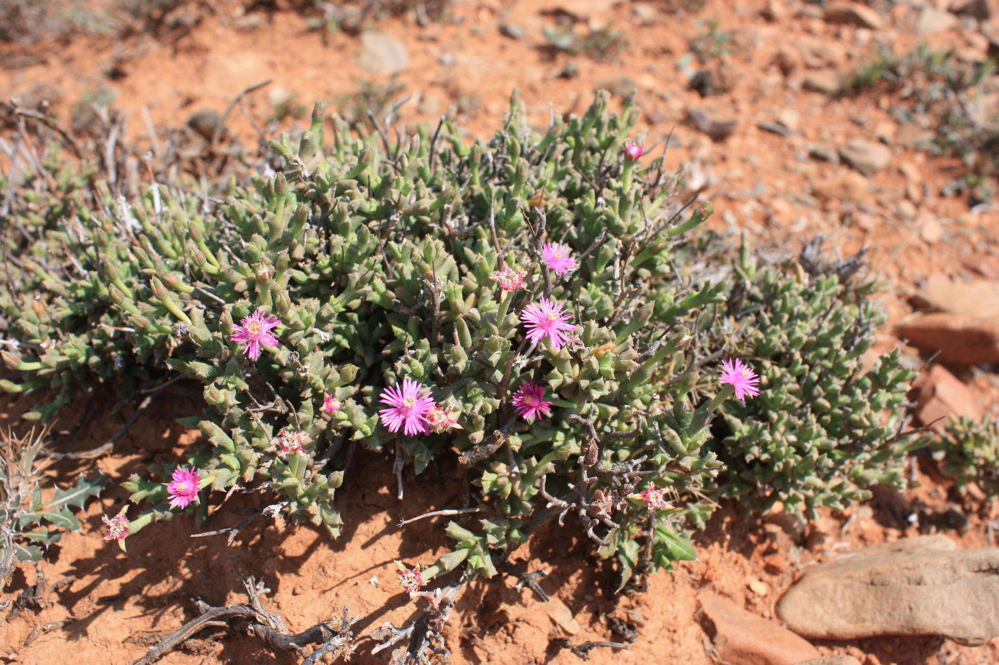 Слика од Ruschia uncinata (L.) Schwant.