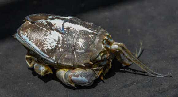 Image of spiny mole crab