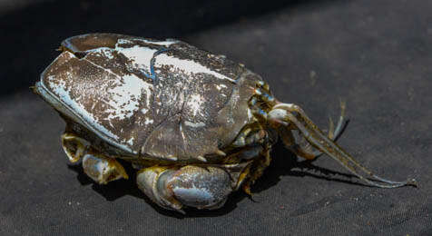 Image of spiny mole crab