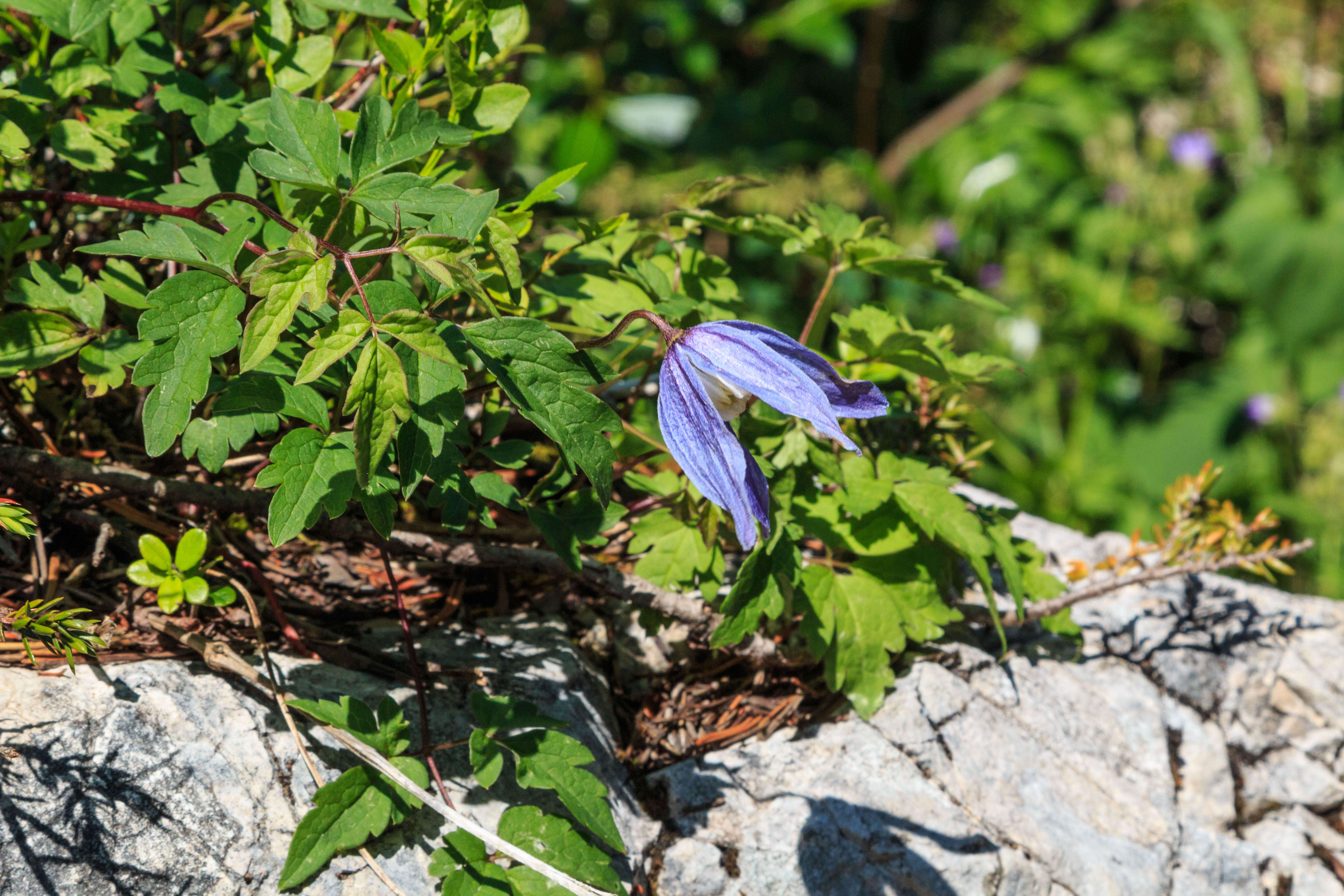 Слика од Clematis alpina (L.) Miller