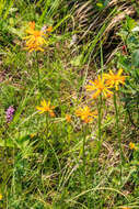 Image of mountain arnica