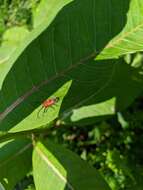 Image of Blackened Milkweed Beetle