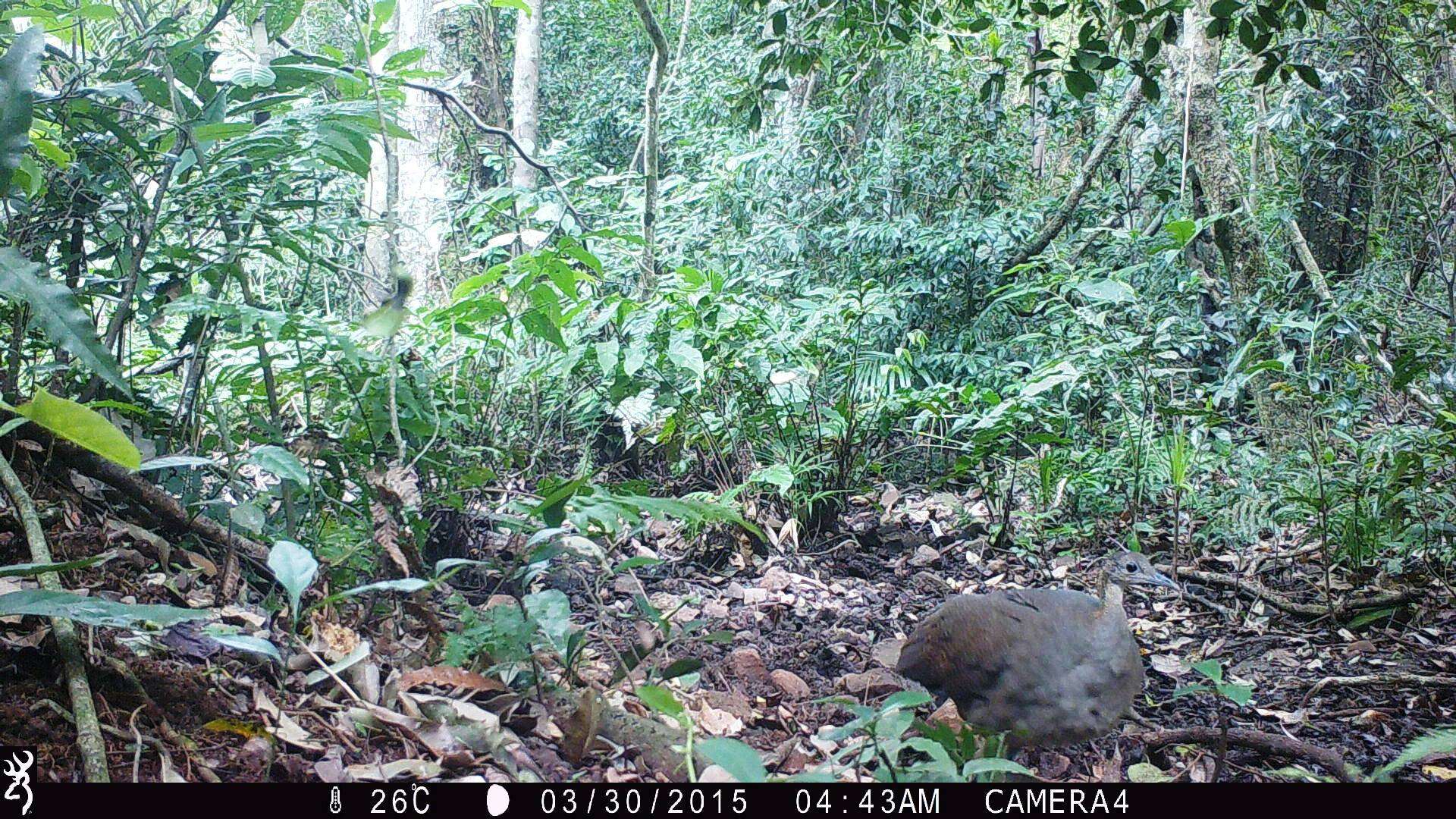 Image of Solitary Tinamou