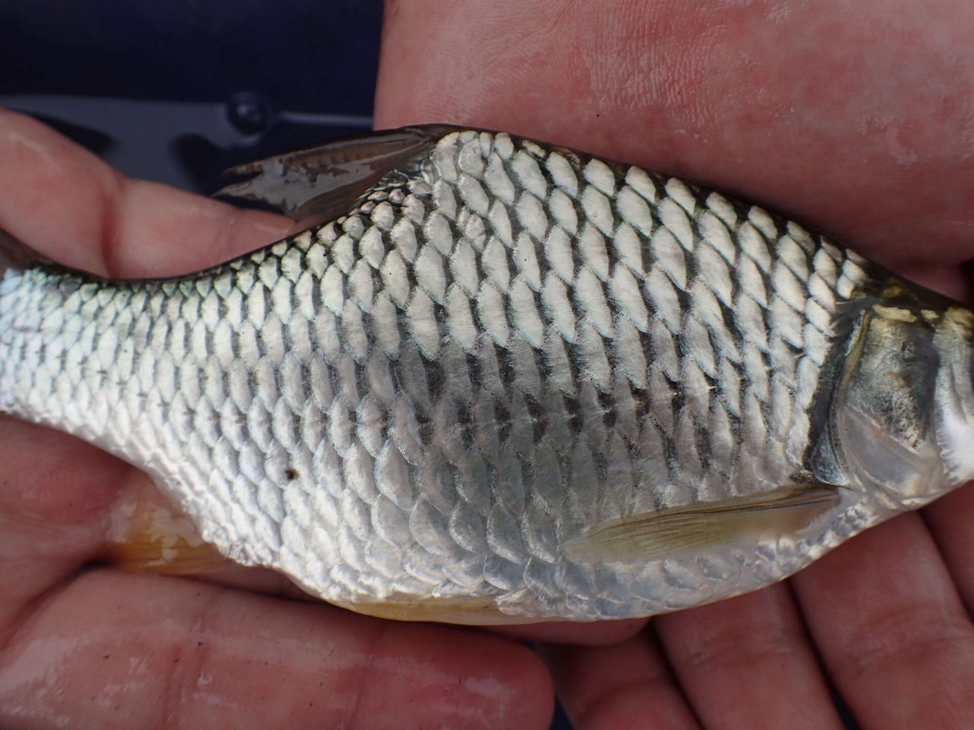 Image of Yellow Eyed Silver Barb