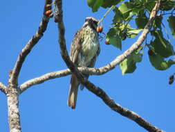 Image of Sulphur-bellied Flycatcher