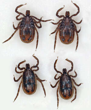 Image of Ixodes ricinus (Linnaeus 1758)