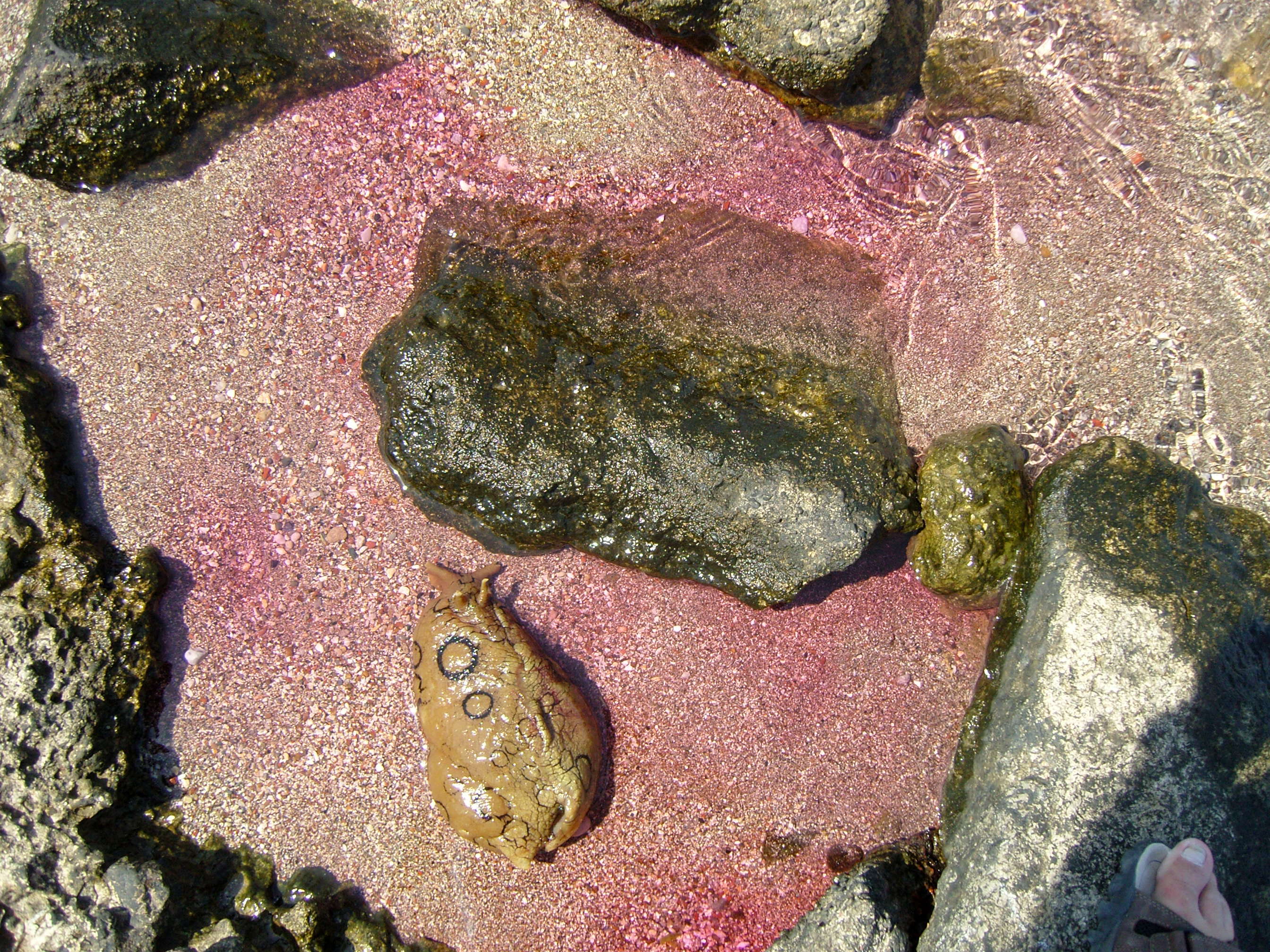 Image of Black-tailed sea hare