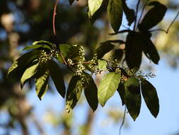 Image of Celastrus pringlei Rose