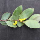 Plancia ëd Acacia striatifolia Pedley