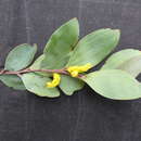 Acacia striatifolia Pedley的圖片