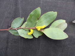 Sivun Acacia striatifolia Pedley kuva