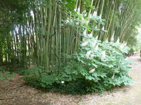 Image of bottlebrush buckeye