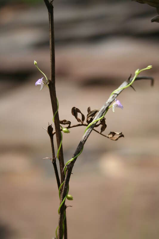 Utricularia foveolata Edgew.的圖片