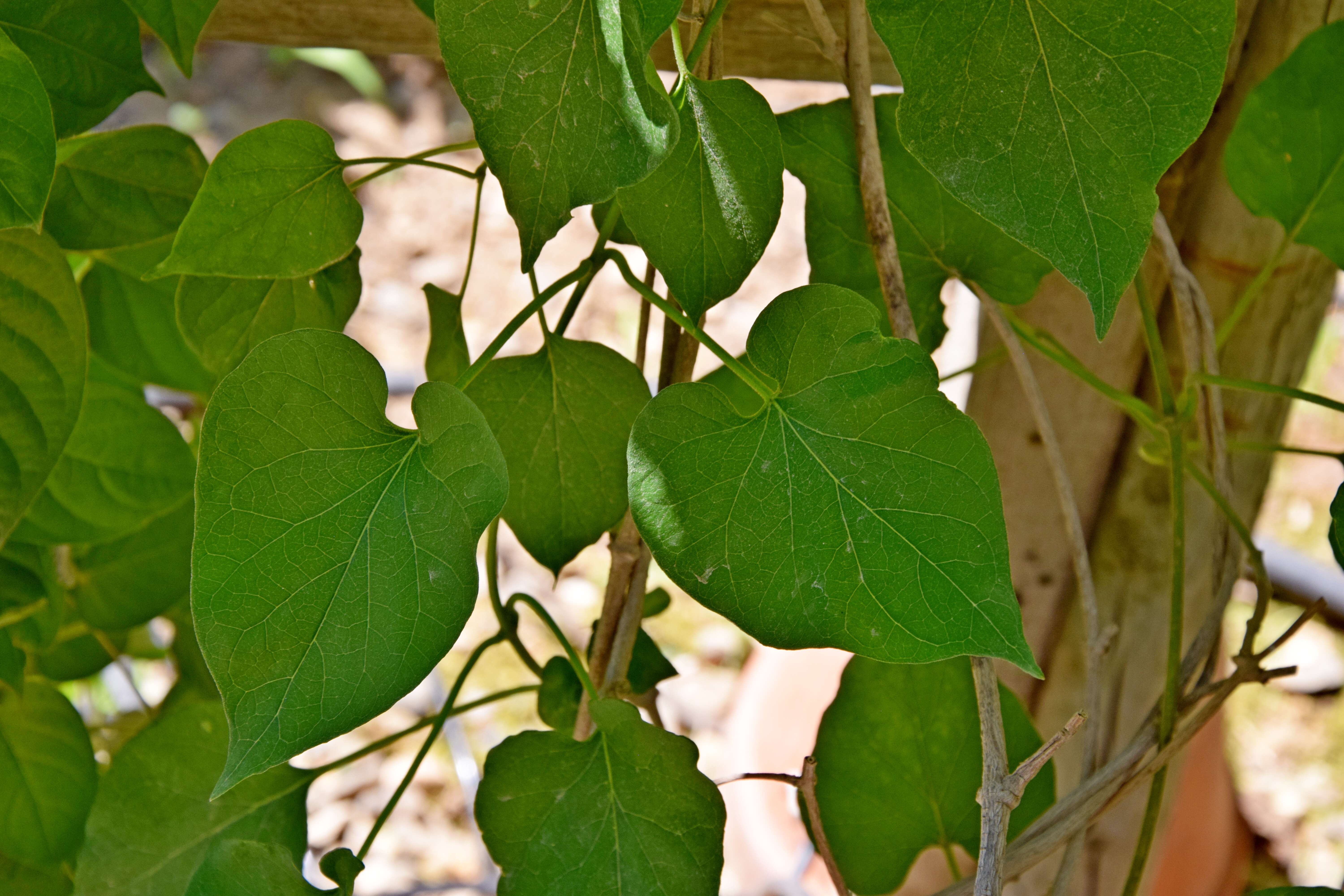 Image of Telosma cordata (N. L. Burman) Merr.