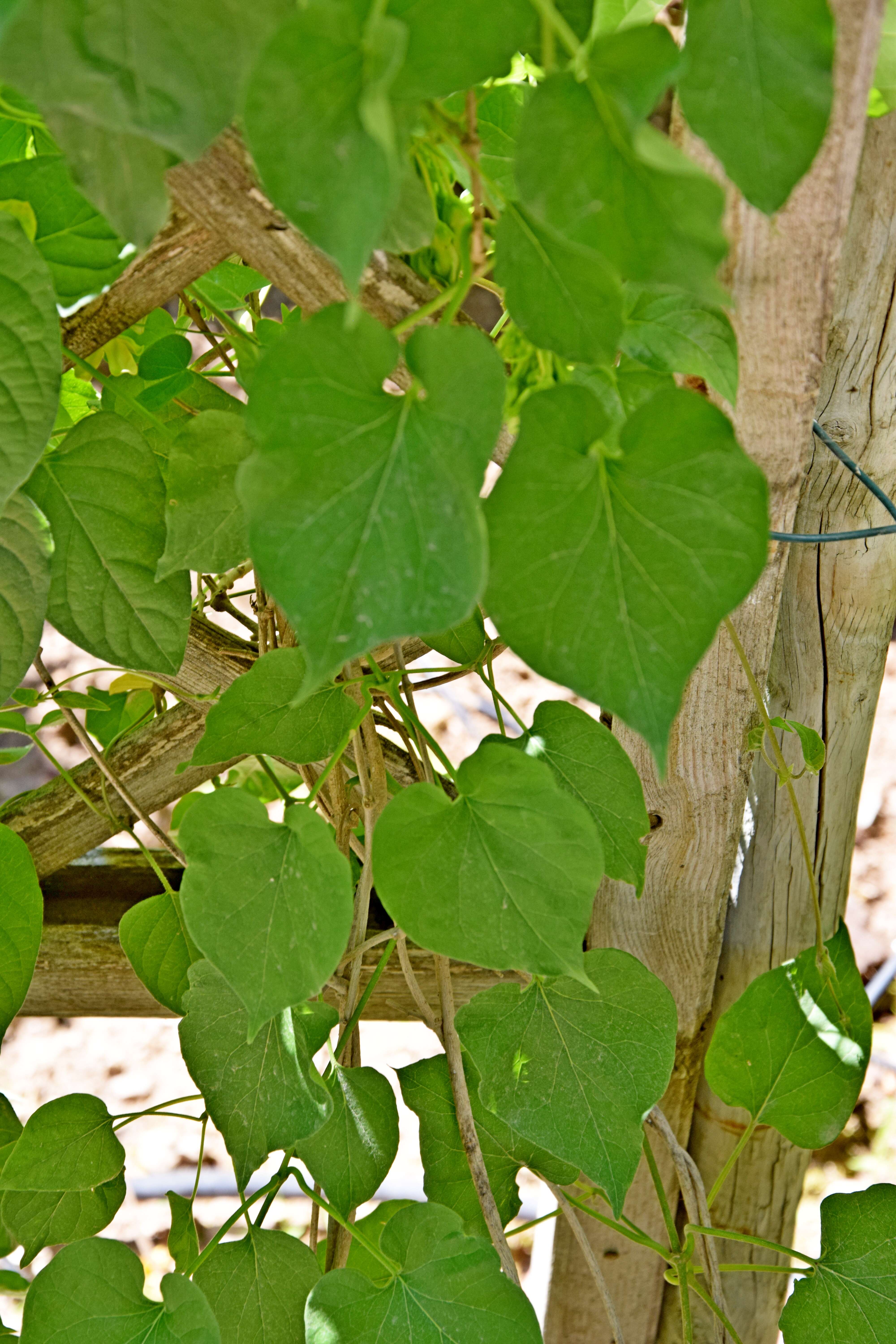 Image of Telosma cordata (N. L. Burman) Merr.