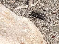 Image of Cicindela (Cicindela) transbaicalica japanensis Chaudoir 1863