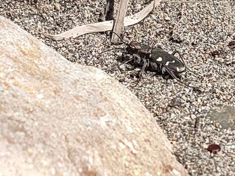 Image of Cicindela (Cicindela) transbaicalica Motschulsky 1844