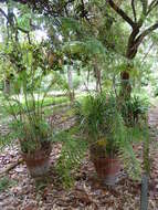 Image of parlor palm