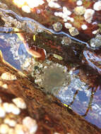 Image of silver-spotted sea anemone