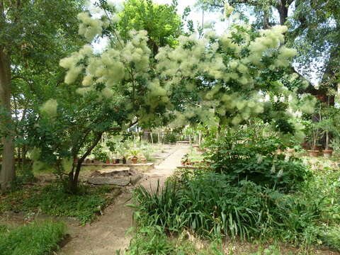 Image of European smoketree