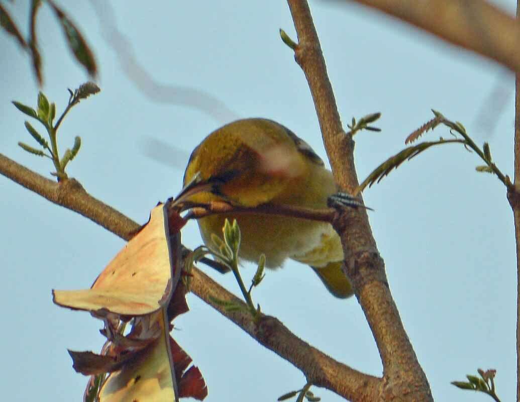 Image de Oriole de Bullock