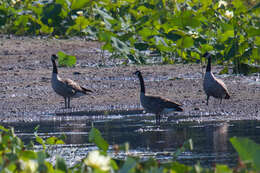 Image of Hawaiian goose