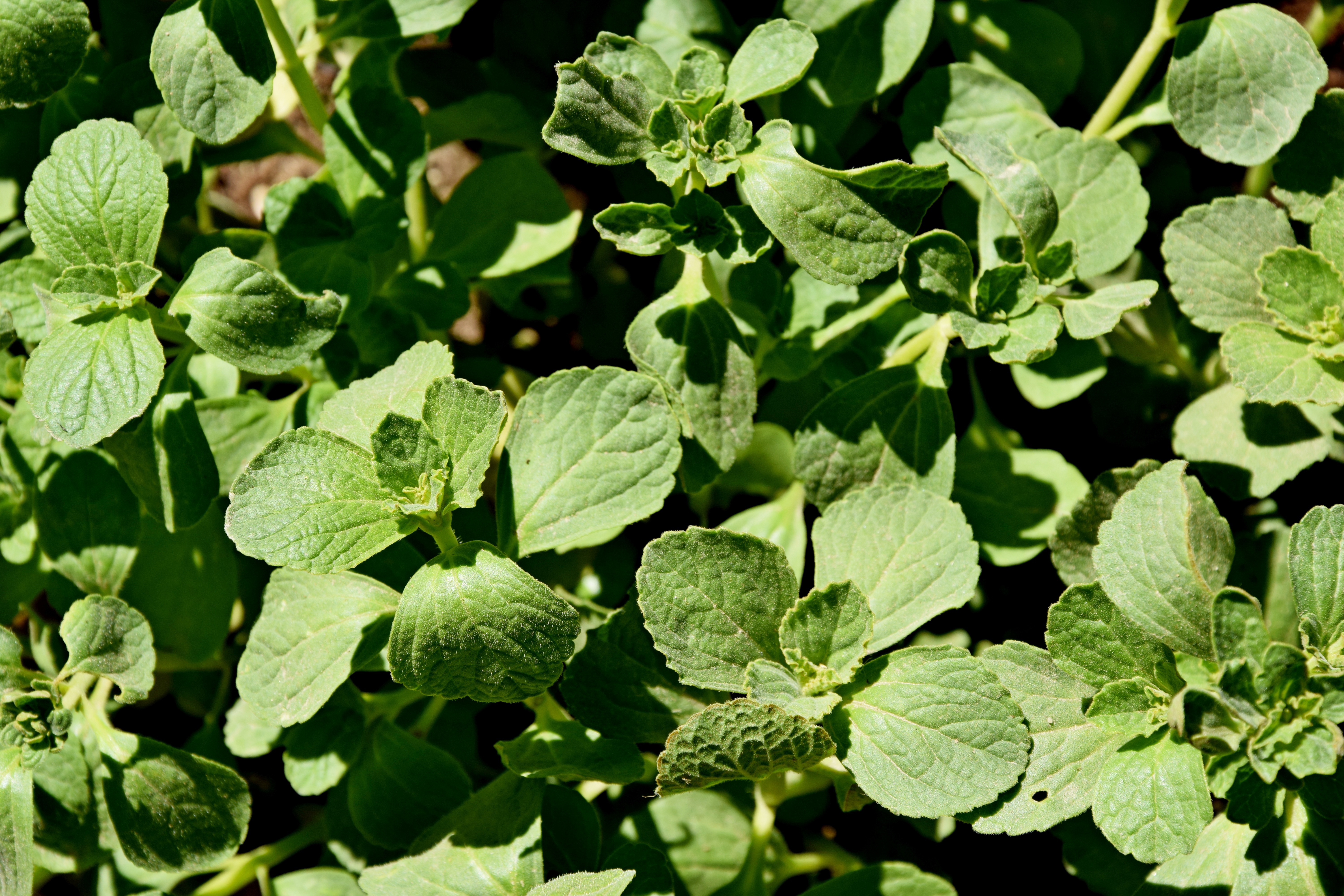 Plectranthus Caninus Roth Encyclopedia Of Life