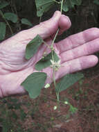 Image of Passiflora pavonis Mast.