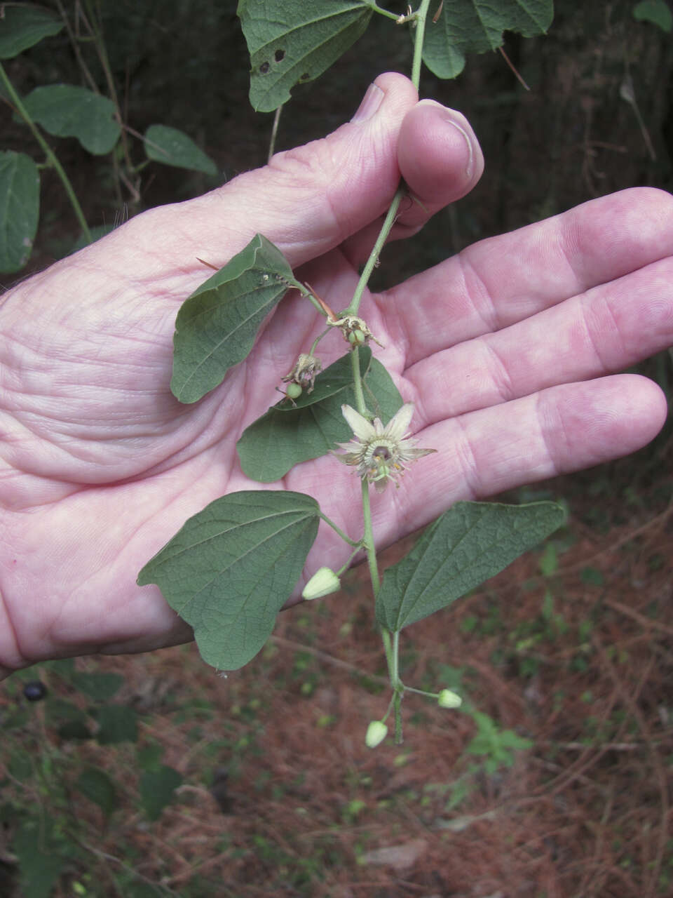 Image of Passiflora pavonis Mast.