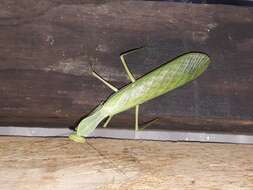 Image of African mantis