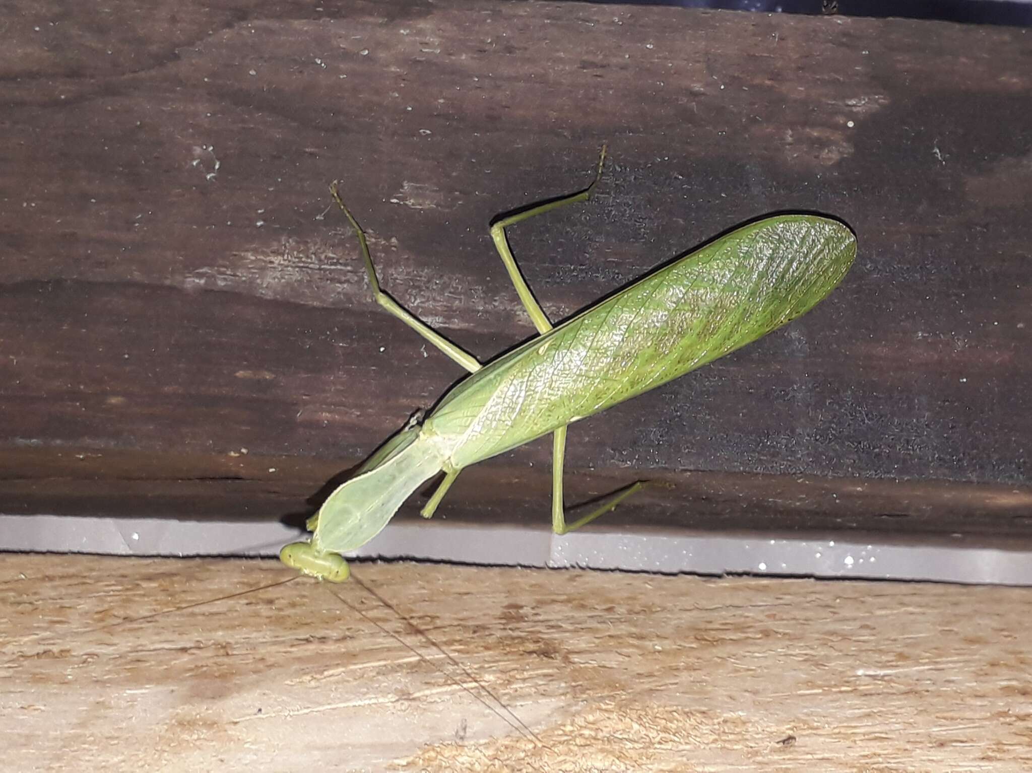 Image of African mantis