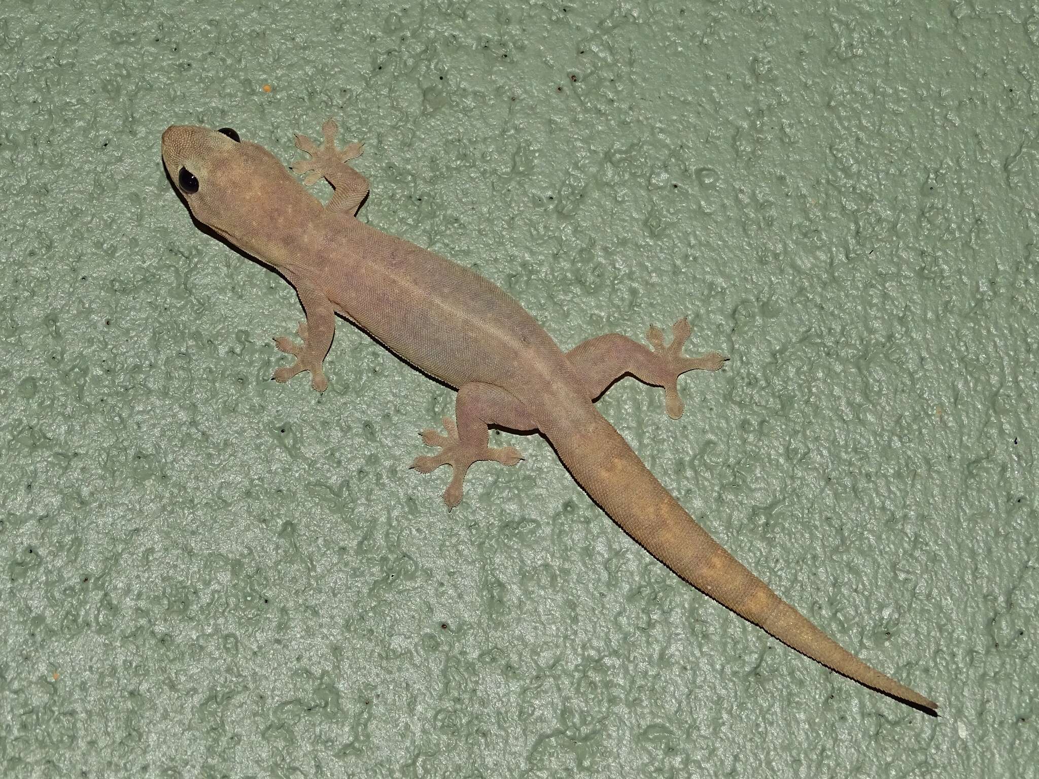 Image of House Gecko