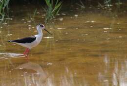 Image of Black-winged Stilt